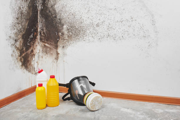 Best Attic Mold Removal  in Mona, UT