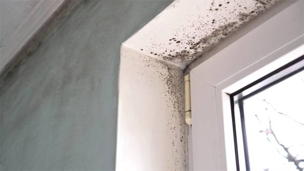 Best Residential Mold Removal  in Mona, UT