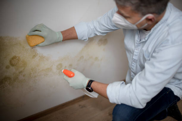 Crawl Space Mold Removal in Mona, UT