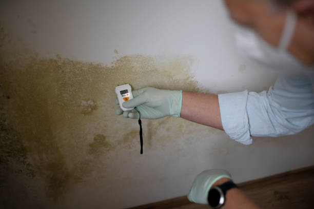 Best Mold Removal Specialists  in Mona, UT