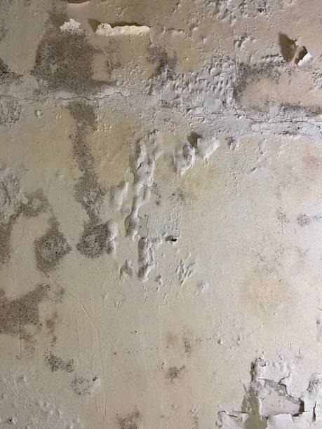 Best Mold Damage Repair  in Mona, UT