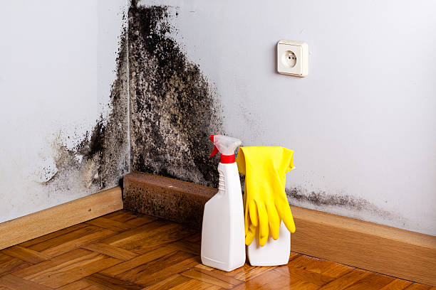 Best Mold Remediation Services  in Mona, UT
