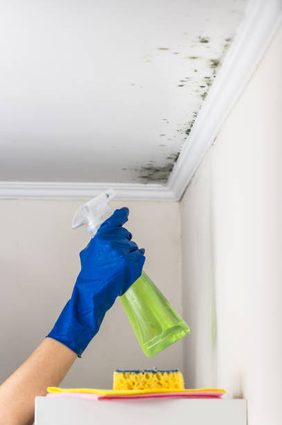 Best Water Damage Restoration  in Mona, UT