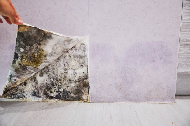 Mona, UT Mold Removal Company